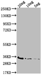 Western Blot
Positive WB detected in Recombinant protein
All lanes: BAMD antibody at 1:2000
Secondary
Goat polyclonal to rabbit IgG at 1/50000 dilution
Predicted band size: 29.9 kDa
Observed band size: 35 kDa