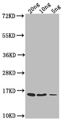 Western Blot
Positive WB detected in Recombinant protein
All lanes: grxD antibody at 1:2000
Secondary
Goat polyclonal to rabbit IgG at 1/50000 dilution
Predicted band size: 16.7 kDa
Observed band size: 15 kDa
