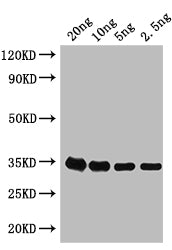 Western Blot
Positive WB detected in: recombinant protein
All lanes: grxD Antibody at 1:1000
Secondary
Goat polyclonal to rabbit IgG at 1/50000 dilution
Predicted band size: 35 kDa
Observed band size: 35 kDa