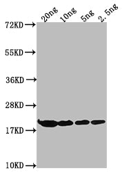 Western Blot
Positive WB detected in Recombinant protein
All lanes: HNS antibody at 1:2000
Secondary
Goat polyclonal to rabbit IgG at 1/50000 dilution
Predicted band size: 19.21 kDa
Observed band size: 21 kDa
