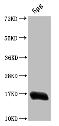 Western Blot
Positive WB detected in: Escherichia coli lysate
All lanes: HNS antibody at 1:2000
Secondary
Goat polyclonal to rabbit IgG at 1/50000 dilution
Predicted band size: 16 kDa
Observed band size: 16 kDa