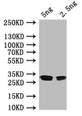Western Blot
Positive WB detected in: recombinant protein
All lanes: rutR Antibody at 1:1000
Secondary
Goat polyclonal to rabbit IgG at 1/50000 dilution
Predicted band size: 27 kDa
Observed band size: 27 kDa