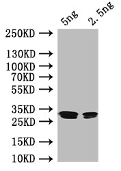 Western Blot
Positive WB detected in: recombinant protein
All lanes: rutR Antibody at 1:1000
Secondary
Goat polyclonal to rabbit IgG at 1/50000 dilution
Predicted band size: 27 kDa
Observed band size: 27 kDa