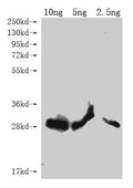 Western Blot
Positive WB detected in Recombinant protein
All lanes: lptE antibody at 1:2000
Secondary
Goat polyclonal to rabbit IgG at 1/50000 dilution
Predicted band size: 23.5 kDa
Observed band size: 26 kDa