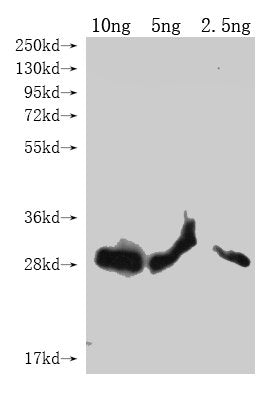 Western Blot
Positive WB detected in Recombinant protein
All lanes: lptE antibody at 1:2000
Secondary
Goat polyclonal to rabbit IgG at 1/50000 dilution
Predicted band size: 23.5 kDa
Observed band size: 26 kDa