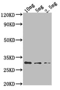 Western Blot
Positive WB detected in Recombinant protein
All lanes: AADB antibody at 1:2000
Secondary
Goat polyclonal to rabbit IgG at 1/50000 dilution
Predicted band size: 24.9 kDa
Observed band size: 28 kDa