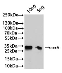 Western Blot
Positive WB detected in: recombinant protein
All lanes:acrA Antibody at 1:1000
Secondary
Goat polyclonal to rabbit IgG at 1/50000 dilution
Predicted band size: 31.4 kDa
Observed band size: 32 kDa