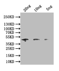 Western Blot
Positive WB detected in: recombinant protein
All lanes: map Antibody at 1:1000
Secondary
Goat polyclonal to rabbit IgG at 1/50000 dilution
Predicted band size: 45 kDa
Observed band size: 45 kDa