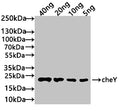 Western Blot
Positive WB detected in: recombinant protein
All lanes: cheY Antibody at 1:1000
Secondary
Goat polyclonal to rabbit IgG at 1/50000 dilution
Predicted band size: 21 kDa
Observed band size: 21 kDa