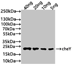 Western Blot
Positive WB detected in: recombinant protein
All lanes: cheY Antibody at 1:1000
Secondary
Goat polyclonal to rabbit IgG at 1/50000 dilution
Predicted band size: 21 kDa
Observed band size: 21 kDa