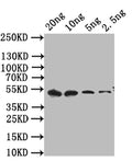 Western Blot
Positive WB detected in: recombinant protein
All lanes: cpxR Antibody at 1:1000
Secondary
Goat polyclonal to rabbit IgG at 1/50000 dilution
Predicted band size: 42 kDa
Observed band size: 42 kDa