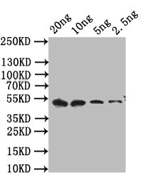 Western Blot
Positive WB detected in: recombinant protein
All lanes: cpxR Antibody at 1:1000
Secondary
Goat polyclonal to rabbit IgG at 1/50000 dilution
Predicted band size: 42 kDa
Observed band size: 42 kDa
