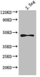 Western Blot
Positive WB detected in: Escherichia coli lysate
All lanes: ompF antibody at 1:4000
Secondary
Goat polyclonal to rabbit IgG at 1/50000 dilution
Predicted band size: 44 kDa
Observed band size: 44 kDa