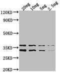 Western Blot
Positive WB detected in Recombinant protein
All lanes: NARL antibody at 1:2000
Secondary
Goat polyclonal to rabbit IgG at 1/50000 dilution
Predicted band size: 35.5 kDa
Observed band size: 34 kDa