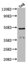 Western Blot
Positive WB detected in Recombinant protein
All lanes: RPOD antibody at 1:2000
Secondary
Goat polyclonal to rabbit IgG at 1/50000 dilution
Predicted band size: 41.6 kDa
Observed band size: 48 kDa