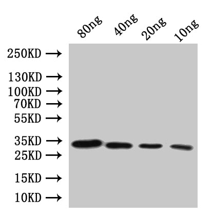 Western Blot
Positive WB detected in: recombinant protein
All lanes:Diphtheria toxin Antibody at 1:1000
Secondary
Goat polyclonal to rabbit IgG at 1/20000 dilution
Predicted band size: 28.6 kDa
Observed band size: 31 kDa