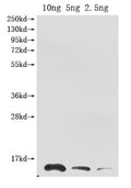Western Blot
Positive WB detected in Recombinant protein
All lanes: Ribonuclease antibody at 1:2000
Secondary
Goat polyclonal to rabbit IgG at 1/50000 dilution
Predicted band size: 13.3 kDa
Observed band size: 14 kDa