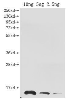 Western Blot
Positive WB detected in Recombinant protein
All lanes: Ribonuclease antibody at 1:2000
Secondary
Goat polyclonal to rabbit IgG at 1/50000 dilution
Predicted band size: 13.3 kDa
Observed band size: 14 kDa