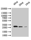 Western Blot
Positive WB detected in: recombinant protein
All lanes:dnaQ Antibody at 1:1000
Secondary
Goat polyclonal to rabbit IgG at 1/50000 dilution
Predicted band size: 29.4 kDa
Observed band size: 30 kDa