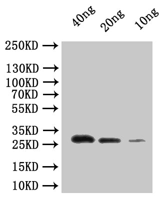 Western Blot
Positive WB detected in: recombinant protein
All lanes:dnaQ Antibody at 1:1000
Secondary
Goat polyclonal to rabbit IgG at 1/50000 dilution
Predicted band size: 29.4 kDa
Observed band size: 30 kDa