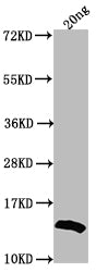 Western Blot
Positive WB detected in Recombinant protein
All lanes: US12 antibody at 1:2000
Secondary
Goat polyclonal to rabbit IgG at 1/50000 dilution
Predicted band size: 13.3 kDa
Observed band size: 15 kDa