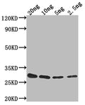 Western Blot
Positive WB detected in Recombinant protein
All lanes: gag-pol antibody at 1:2000
Secondary
Goat polyclonal to rabbit IgG at 1/50000 dilution
Predicted band size: 23.2 kDa
Observed band size: 26 kDa