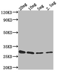 Western Blot
Positive WB detected in Recombinant protein
All lanes: gag-pol antibody at 1:2000
Secondary
Goat polyclonal to rabbit IgG at 1/50000 dilution
Predicted band size: 23.2 kDa
Observed band size: 26 kDa