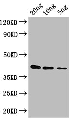 Western Blot
Positive WB detected in: recombinant protein
All lanes: gag-pol Antibody at 1:1000
Secondary
Goat polyclonal to rabbit IgG at 1/50000 dilution
Predicted band size: 40 kDa
Observed band size: 40 kDa