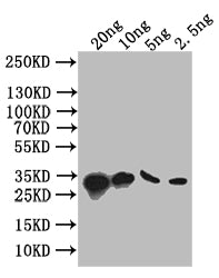Western Blot
Positive WB detected in: recombinant protein
All lanes: S Antibody at 1:1000
Secondary
Goat polyclonal to rabbit IgG at 1/50000 dilution
Predicted band size: 34 kDa
Observed band size: 34 kDa