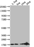 Western Blot
Positive WB detected in: recombinant protein
All lanes: D Antibody at 1:1000
Secondary
Goat polyclonal to rabbit IgG at 1/50000 dilution
Predicted band size: 17 kDa
Observed band size: 17 kDa