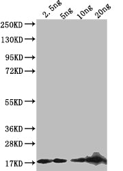 Western Blot
Positive WB detected in: recombinant protein
All lanes: D Antibody at 1:1000
Secondary
Goat polyclonal to rabbit IgG at 1/50000 dilution
Predicted band size: 17 kDa
Observed band size: 17 kDa