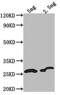 Western Blot
Positive WB detected in Recombinant protein
All lanes: D antibody at 1:2000
Secondary
Goat polyclonal to rabbit IgG at 1/50000 dilution
Predicted band size: 16.21 kDa
Observed band size: 17 kDa