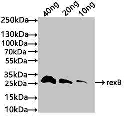 Western Blot
Positive WB detected in: recombinant protein
All lanes: rexB Antibody at 1:1000
Secondary
Goat polyclonal to rabbit IgG at 1/50000 dilution
Predicted band size: 30 kDa
Observed band size: 30 kDa