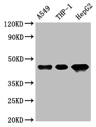 Western Blot
Positive WB detected in: A549 whole cell lysate, THP-1 whole cell lysate, HepG2 whole cell lysate
All lanes: HLA-B antibody at 1:1000
Secondary
Goat polyclonal to rabbit IgG at 1/50000 dilution
Predicted band size: 41 kDa
Observed band size: 45 kDa