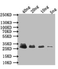 Western Blot
Positive WB detected in: recombinant protein
All lanes: Early E3 18.5 kDa glycoprotein Antibody at 1:1000
Secondary
Goat polyclonal to rabbit IgG at 1/50000 dilution
Predicted band size: 30 kDa
Observed band size: 30 kDa