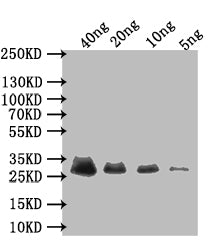 Western Blot
Positive WB detected in: recombinant protein
All lanes: Early E3 18.5 kDa glycoprotein Antibody at 1:1000
Secondary
Goat polyclonal to rabbit IgG at 1/50000 dilution
Predicted band size: 30 kDa
Observed band size: 30 kDa