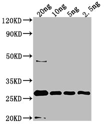 Western Blot
Positive WB detected in Recombinant protein
All lanes: UVSX antibody at 1:2000
Secondary
Goat polyclonal to rabbit IgG at 1/50000 dilution
Predicted band size: 23.7 kDa
Observed band size: 28 kDa