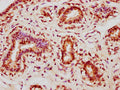 CDK1 Antibody – Figure 1 of 2