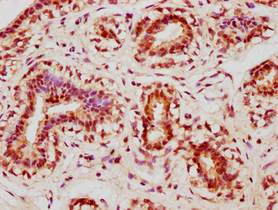 CDK1 Antibody – Figure 1 of 2