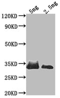 Western Blot
Positive WB detected in Recombinant protein
All lanes: SNF1 antibody at 1:2000
Secondary
Goat polyclonal to rabbit IgG at 1/50000 dilution
Predicted band size: 27 kDa
Observed band size: 36 kDa