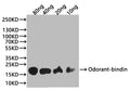 Western Blot
Positive WB detected in: recombinant protein
All lanes:Odorant-binding Antibody at 1:1000
Secondary
Goat polyclonal to rabbit IgG at 1/20000 dilution
Predicted band size: 18 kDa
Observed band size: 24 kDa