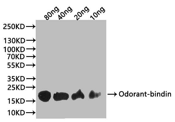 Western Blot
Positive WB detected in: recombinant protein
All lanes:Odorant-binding Antibody at 1:1000
Secondary
Goat polyclonal to rabbit IgG at 1/20000 dilution
Predicted band size: 18 kDa
Observed band size: 24 kDa