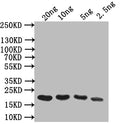 Western Blot
Positive WB detected in: recombinant protein
All lanes: Odorant-binding Antibody at 1:1000
Secondary
Goat polyclonal to rabbit IgG at 1/50000 dilution
Predicted band size: 17 kDa
Observed band size: 17 kDa