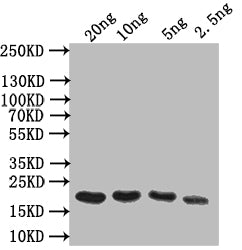 Western Blot
Positive WB detected in: recombinant protein
All lanes: Odorant-binding Antibody at 1:1000
Secondary
Goat polyclonal to rabbit IgG at 1/50000 dilution
Predicted band size: 17 kDa
Observed band size: 17 kDa