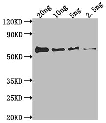 Western Blot
Positive WB detected in Recombinant protein
All lanes: fimH antibody at 1:2000
Secondary
Goat polyclonal to rabbit IgG at 1/50000 dilution
Predicted band size: 59.1 kDa
Observed band size: 59 kDa