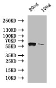 Western Blot
Positive WB detected in: recombinant protein
All lanes: NUC1 Antibody at 1:1000
Secondary
Goat polyclonal to rabbit IgG at 1/50000 dilution
Predicted band size: 53 kDa
Observed band size: 56 kDa