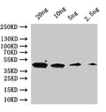 Western Blot
Positive WB detected in: recombinant protein
All lanes:GPA1  Antibody at 1:1000
Secondary
Goat polyclonal to rabbit IgG at 1/50000 dilution
Predicted band size: 46 kDa
Observed band size: 46 kDa