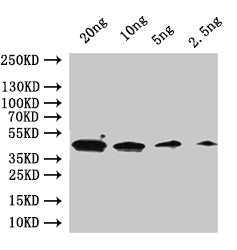 Western Blot
Positive WB detected in: recombinant protein
All lanes:GPA1  Antibody at 1:1000
Secondary
Goat polyclonal to rabbit IgG at 1/50000 dilution
Predicted band size: 46 kDa
Observed band size: 46 kDa