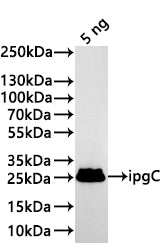 Western Blot
Positive WB detected in: recombinant protein
All lanes:ipgC Antibody at 1:1000
Secondary
Goat polyclonal to rabbit IgG at 1/20000 dilution
Predicted band size: 24.7 kDa
Observed band size: 25 kDa