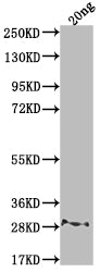 Western Blot
Positive WB detected in Recombinant protein
All lanes: rpsL antibody at 1:2000
Secondary
Goat polyclonal to rabbit IgG at 1/50000 dilution
Predicted band size: 22.6 kDa
Observed band size: 28 kDa